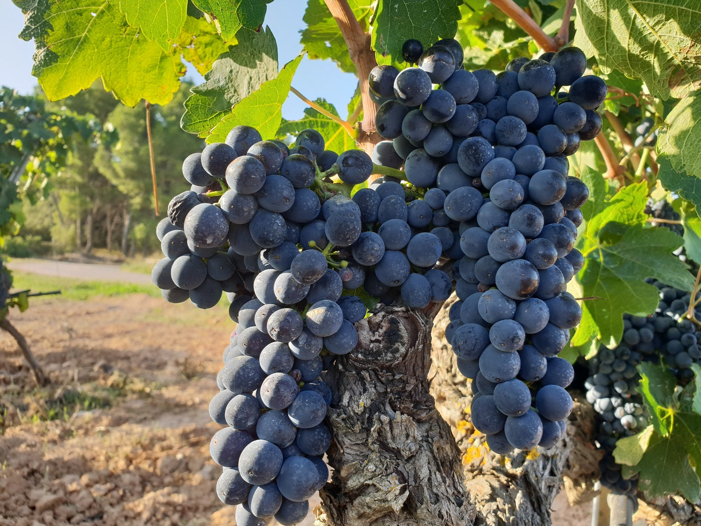 Bio-Weißwein Prohom Conceptia - 0,75L