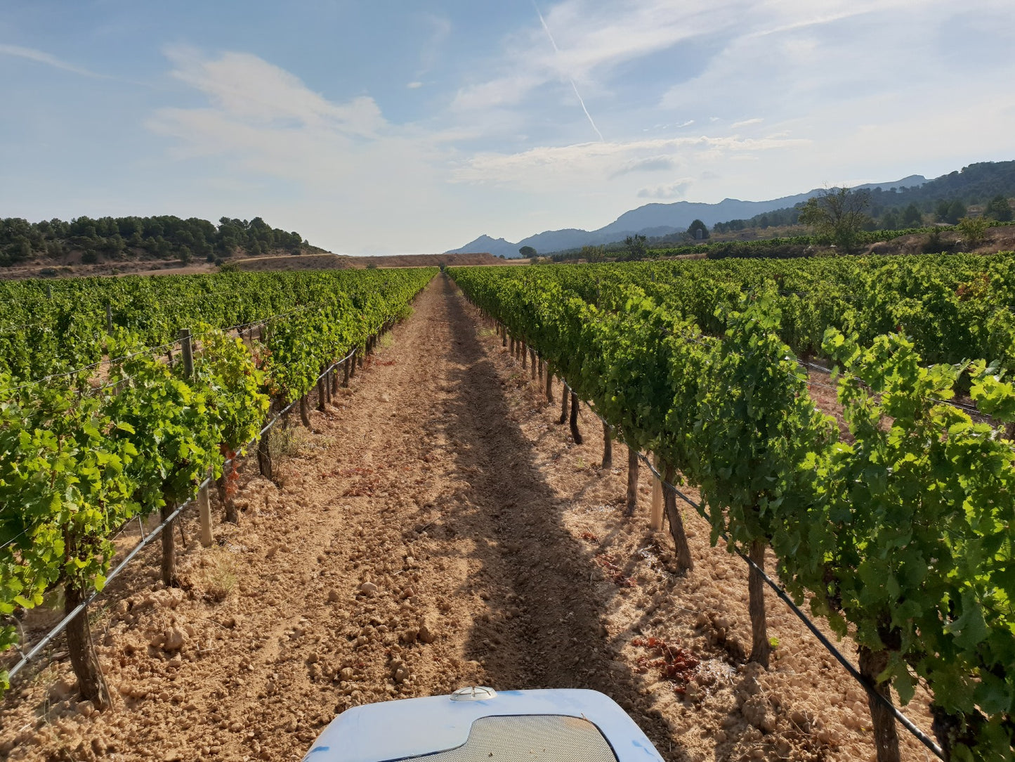 Bio-Rotwein Prohom Conceptia - 0,75L